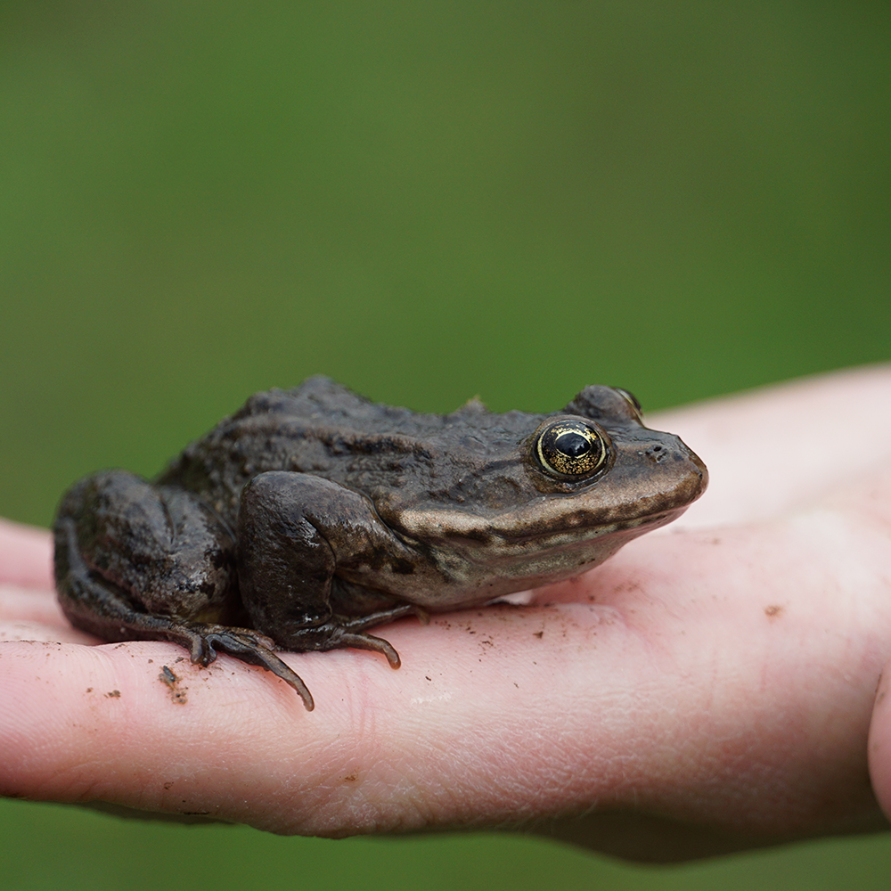 Volo, an alternative to private school near Park City, does riparian restoration to benefit amphibians and other wildlife.