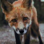 selective focus photography of orange fox